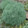 Rubber Rabbitbrush #2 - Image 2